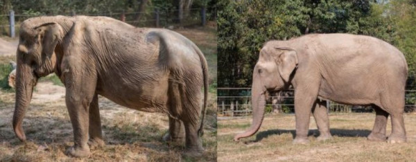 Stop Naik Gajah di Tempat Wisata, Bisa Bikin Tulang Belakang Mereka Bengkok