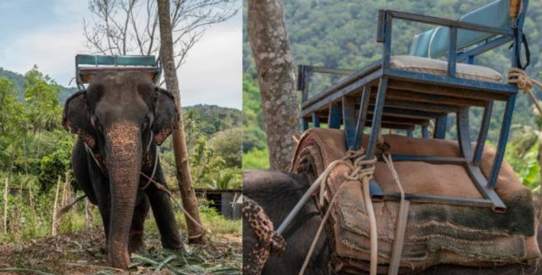 Stop Naik Gajah di Tempat Wisata, Bisa Bikin Tulang Belakang Mereka Bengkok