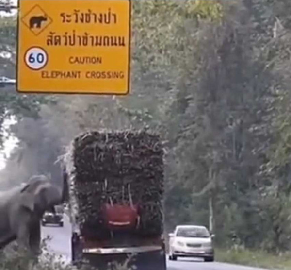 Aksi Menggemaskan Gajah-Gajah Preman Pemalak Truk Pengangkut Tebu