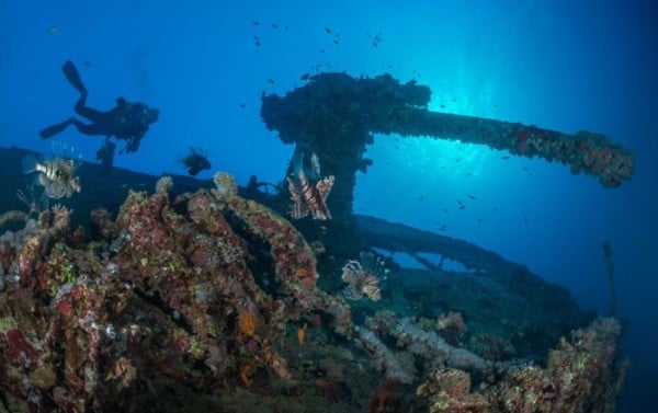 Makhluk Laut Ini Sulap Kapal Karam Jadi Terumbu Karang Buatan