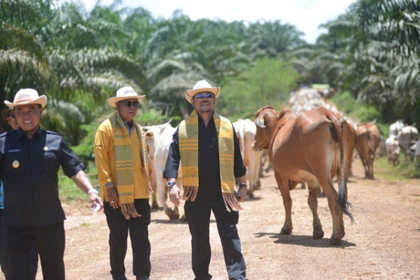 Bertekad Wujudkan Susu dan Daging Berdaulat, Mentan SYL Launching Integrasi Sapi-Sawit