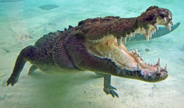 Hewan dengan Gigitan Terkuat di Bumi, Bukan T-Rex atau Megalodon