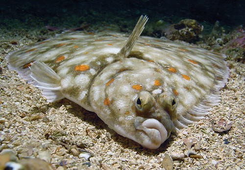 Ditangkap di Rusia, Ikan Alien Ini Bikin Geger Banyak Orang