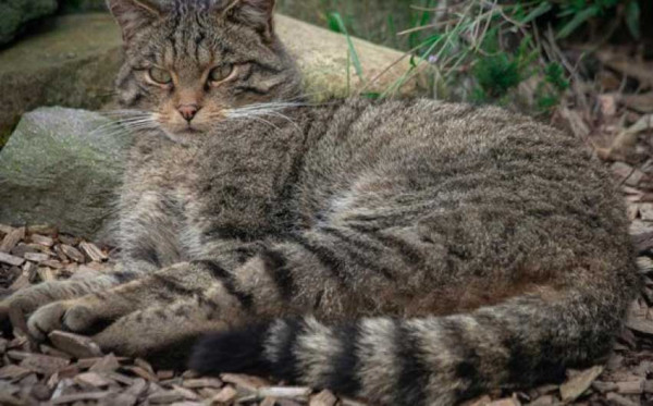 Asal Usul Rubah Kucing Legendaris Terungkap, Punya Gen Mirip Kucing Liar