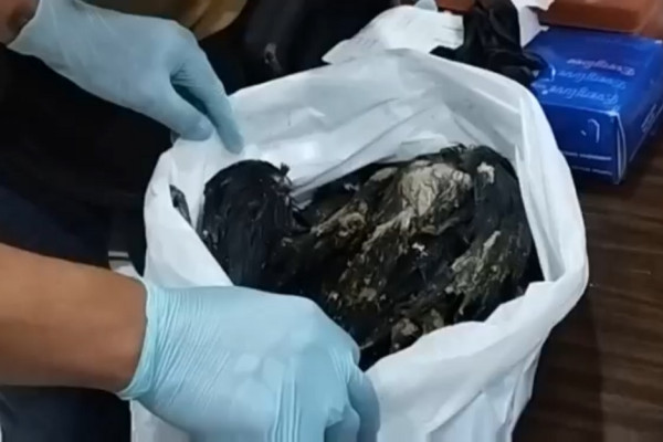 51 Ekor Burung Gagak Hitam Diselundupkan untuk Ritual Mistis