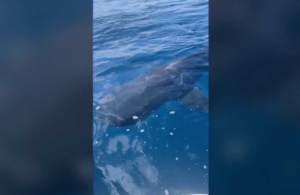 2 Hiu Bermulut Besar Pertama Kali Muncul di Pantai San Diego