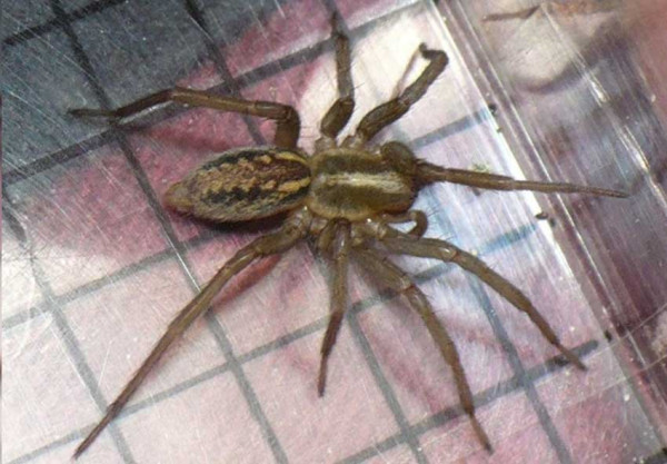 Perilaku Aneh, Laba-laba Betina Ternyata Berpura-pura Mati Agar Dikawini