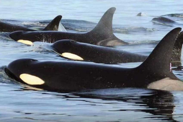 Populasi Orca di Pacific Northwest Berkurang Akibat Perkawinan Sedarah