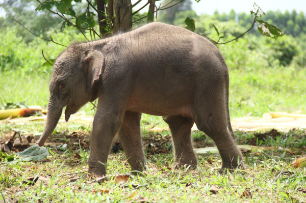 Penampakan Bayi Gajah Jantan Berbobot 90,9 Kg Lahir di Konservasi Estate Ukui Pelalawan