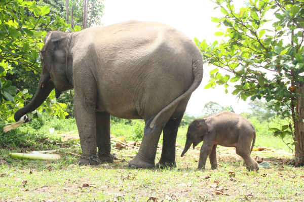 Penampakan Bayi Gajah Jantan Berbobot 90,9 Kg Lahir di Konservasi Estate Ukui Pelalawan