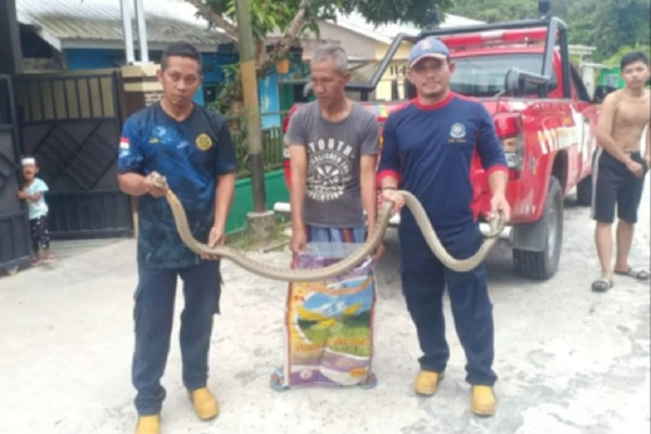 Ngeri! Ular Kobra Sepanjang 3,5 Meter Sembunyi di Selokan Depan Rumah Warga
