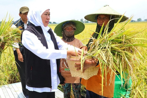 Jatim Pertahankan Kenaikan Nilai Tukar Petani Jelang Lebaran di Tengah Panen Raya