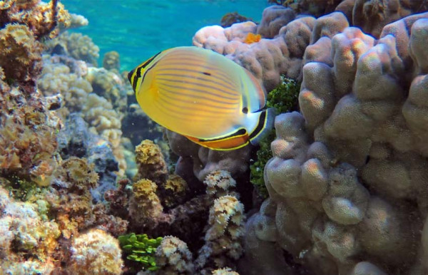 Kotoran Ikan Berperan Penting Menjaga Kelestarian Terumbu Karang