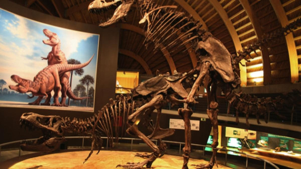 Mengungkap Kehidupan Seks Para Dinosaurus, Ini Jawabannya