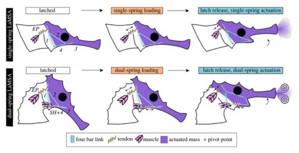 Punya Dua Otot Tendon Mirip Pegas, Kuda Laut Mampu Sedot Mangsanya 8 Kali Lebih Cepat