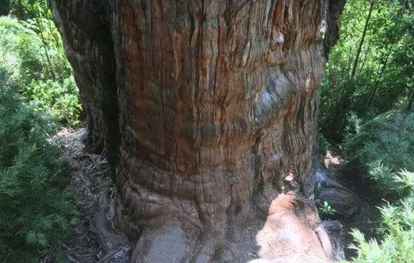 Pohon Raksasa Tertua di Dunia, Cemara Patagonia dari Chile Ini Berusia 5.000 Tahun