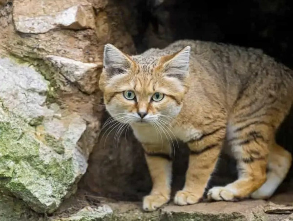 Kucing Pasir, Hewan Menggemaskan yang Mampu Bertahan di Gurun Tanpa Minum Air