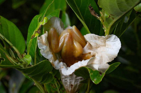 Kasus Pertama, Katak Pohon Brasil Jadi Spesies Amfibi Penyerbuk Bunga