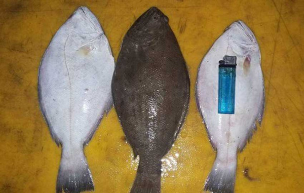 Mengenal Flatfish, Fakta dan Legenda Ikan Sebelah Sisa Makan Nabi Musa