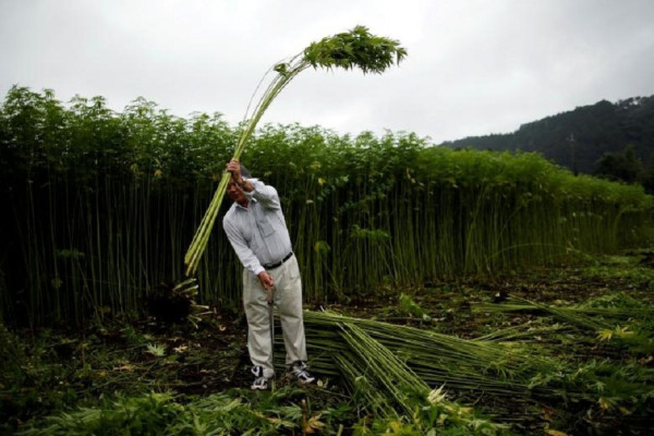 3 Negara Bersiap Melegalkan Ganja, Alasannya Demi Kepentingan Medis