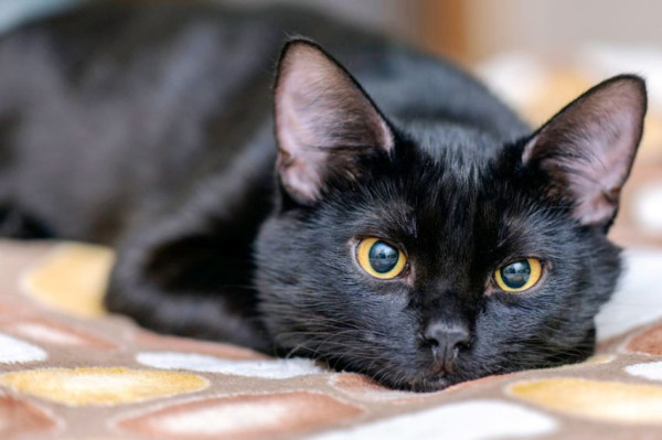 5 Hewan yang Dipercaya Membawa Sial, Kucing Hitam Diyakini Jelmaan Setan