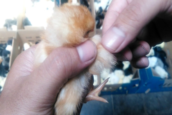 6 Pekerjaan Paling Aneh, Pemerah Bisa Ular Digaji Rp15 Juta per Gram