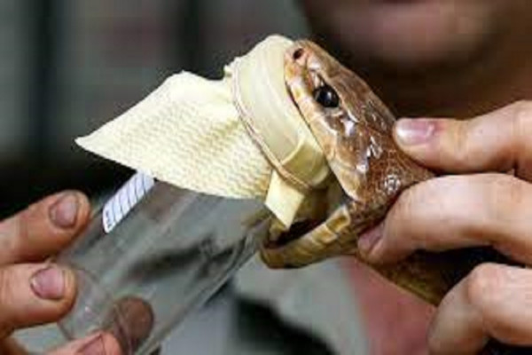 6 Pekerjaan Paling Aneh, Pemerah Bisa Ular Digaji Rp15 Juta per Gram