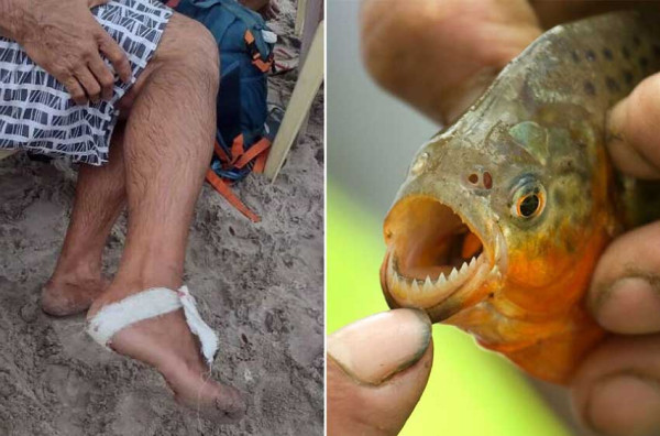 Sekelompok Piranha Serang 8 Turis di Brasil, Ilmuwan Sebut Ini Kasus Aneh