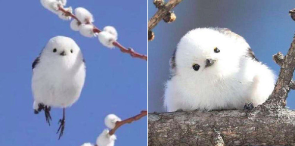 Paling Imut di Dunia, Burung Shima Enaga Terlihat Seperti Buntalan Kapas