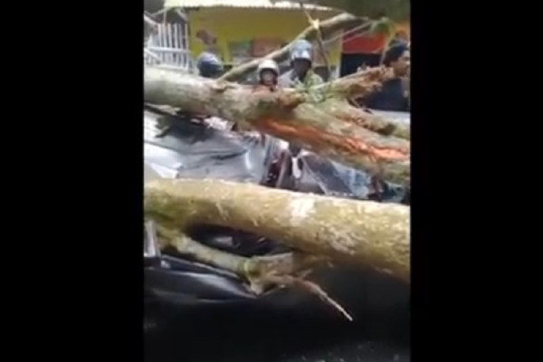 Pohon Tumbang di Gunung Gumitir Timpa Mobil, Akibatkan 1 Tewas