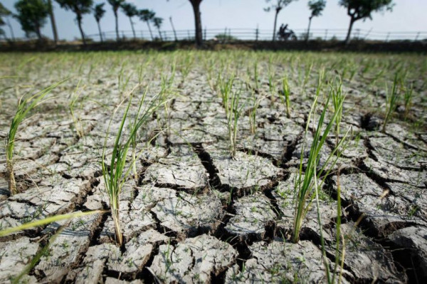 Dampak El Nino: Produksi Pertanian Bisa Turun hingga 45%