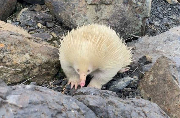 2 Landak Semut Albino Ditemukan di Australia