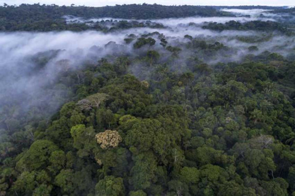 Hadapi Perubahan Iklim, Brasil Bikin Eksperimen Besar di Hutan Amazon