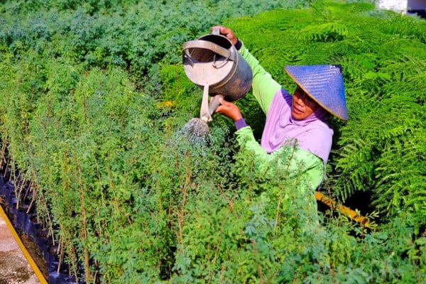 Optimalkan Energi Hijau, Semen Indonesia Tanam Ribuan Kaliandra Merah