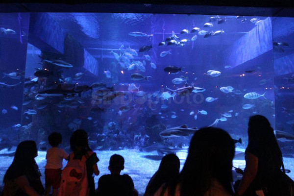 6 Perbedaan Jakarta Aquarium dan Sea World Ancol, Nomor 1 dan 2 Paling Mencolok