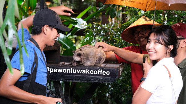 Nikmatnya Mencicipi Kopi Luwak Borobudur yang Dipanen dari Hutan Pinus Gunung Sumbing