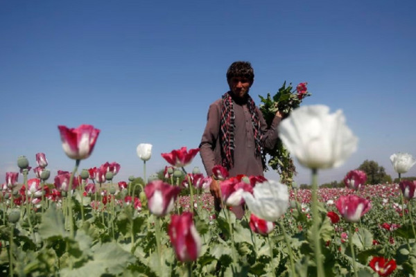 4 Fakta tentang Afghanistan, Pernah Taklukkan 2 Negara Adidaya