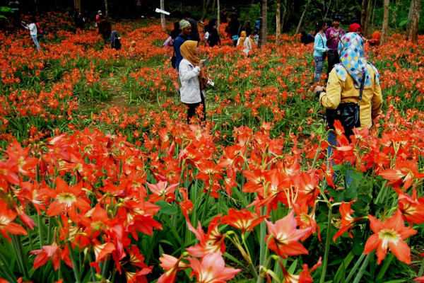 8 Taman Bunga Terindah di Indonesia, Nomor 5 Hanya Bermekaran pada November Atau Desember