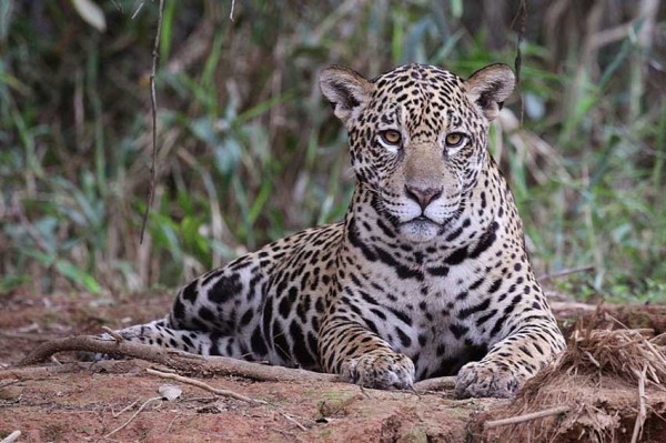 7 Negara yang Banyak Hewan Buasnya, Nomor Terakhir Habitat Predator Tercepat di Dunia