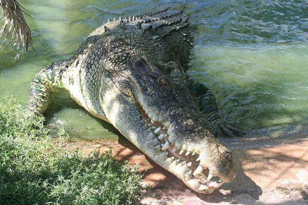 7 Negara yang Banyak Hewan Buasnya, Nomor Terakhir Habitat Predator Tercepat di Dunia