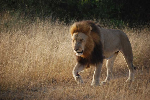 7 Negara yang Banyak Hewan Buasnya, Nomor Terakhir Habitat Predator Tercepat di Dunia