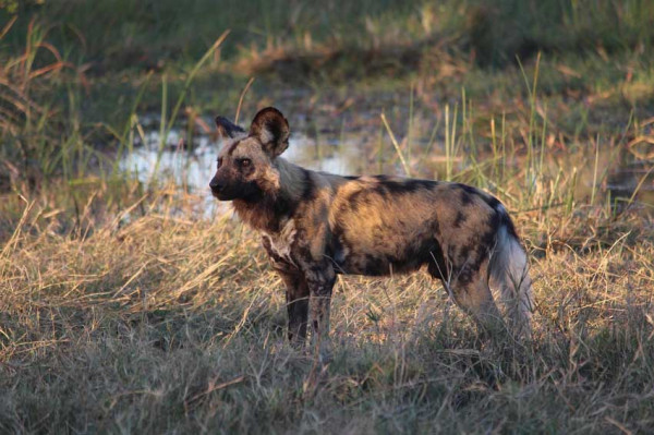 7 Negara yang Banyak Hewan Buasnya, Nomor Terakhir Habitat Predator Tercepat di Dunia
