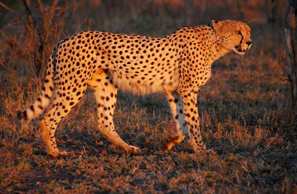 7 Negara yang Banyak Hewan Buasnya, Nomor Terakhir Habitat Predator Tercepat di Dunia
