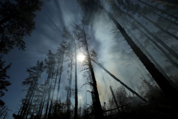 10 Negara yang Memiliki Banyak Hutan, Indonesia Peringkat Berapa?