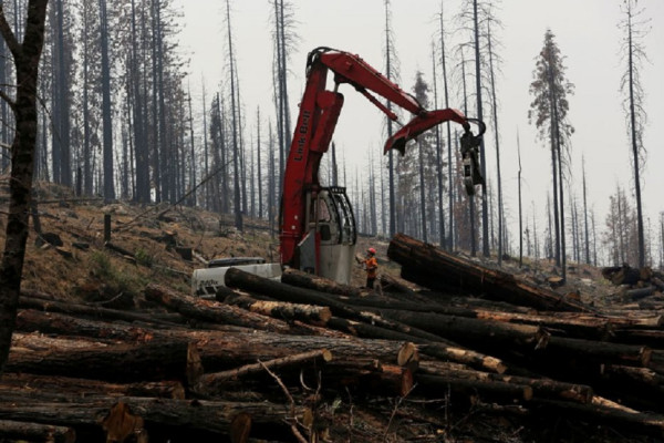 10 Negara yang Memiliki Banyak Hutan, Indonesia Peringkat Berapa?