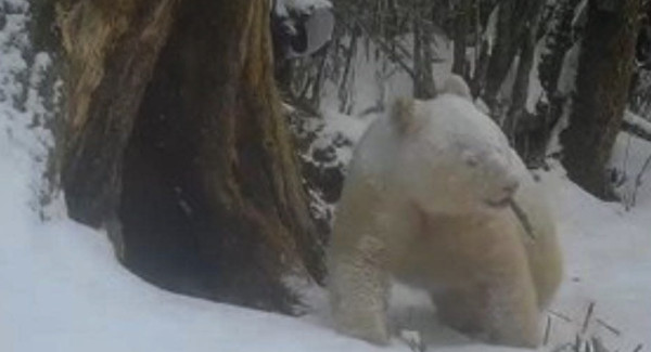 Panda Albino Raksasa Tertangkap CCTV di China, Satu-satunya di Dunia