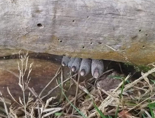 10 Fakta Tentang Jamur Jari Mayat Xylaria polymorpha