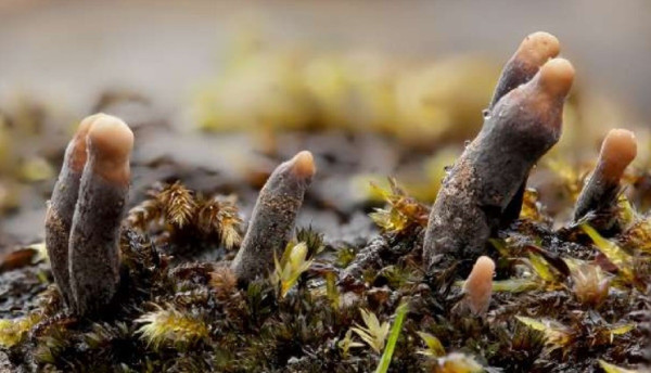 10 Fakta Tentang Jamur Jari Mayat Xylaria polymorpha
