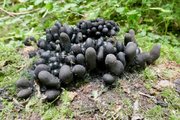10 Fakta Tentang Jamur Jari Mayat Xylaria polymorpha