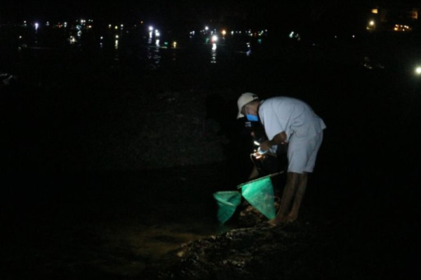 Mengenal Nyale, Cacing Laut Warna-warni Reinkarnasi Putri Mandalika